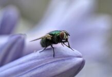 Giving thanks for a holiday free of fly infestations this year fly