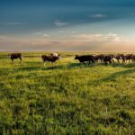 It’s the perfect time of year to feel gratitude for grasslands pasture