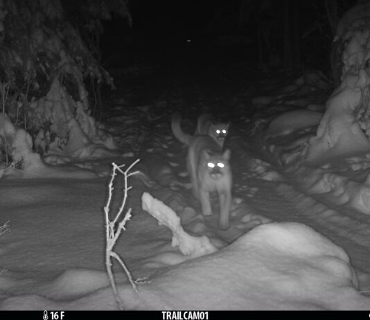 Cougar family spotted in Michigan for first time in a century