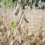 2025 Year in review: Record yields, trade turmoil and the future of Ohio agriculture