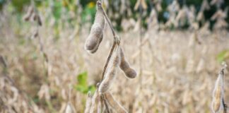 2025 Year in review: Record yields, trade turmoil and the future of Ohio agriculture