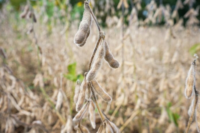 soybean pods