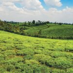 Farm and planet: Sipping on Kenya’s agriculture industry