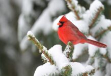 How to repurpose your Christmas tree for wildlife habitat