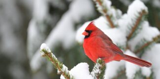 How to repurpose your Christmas tree for wildlife habitat