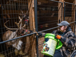 Apthorp Farms offers handicap-accessible reindeer tours in northwestern Pa.