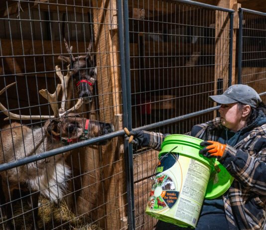 Apthorp Farms offers handicap-accessible reindeer tours in northwestern Pa.