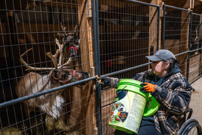 deb feeding reindeer 2