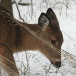 Let it snow, deer deer head