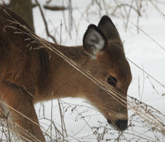 Let it snow, deer deer head