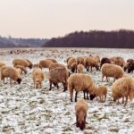 Tending to the flock and finding gratitude in a deep freeze sheep in snow