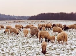 Tending to the flock and finding gratitude in a deep freeze sheep in snow