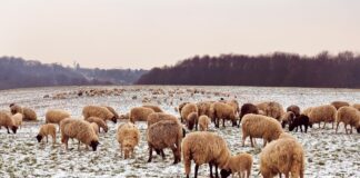 sheep in snow