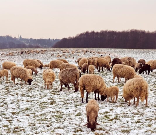 Tending to the flock and finding gratitude in a deep freeze sheep in snow