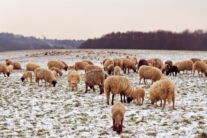 sheep in snow sheep in snow