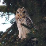 Stress-free resolutions are for the birds