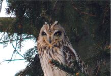 Stress-free resolutions are for the birds