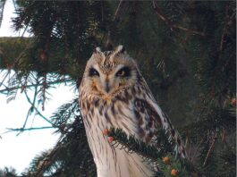 Stress-free resolutions are for the birds