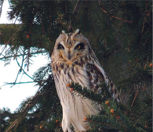 Stress-free resolutions are for the birds