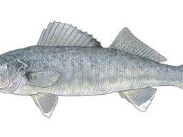 The blue pike: Fact vs. fiction of Lake Erie’s “Loch Ness Monster”