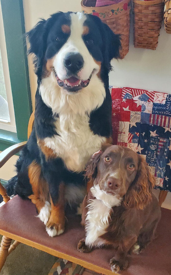 Gracie and BrambleRGB