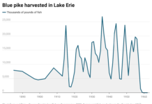 The blue pike: Fact vs. fiction of Lake Erie’s “Loch Ness Monster”