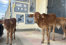 Feeding the world: How Africa is scaling livestock and food systems