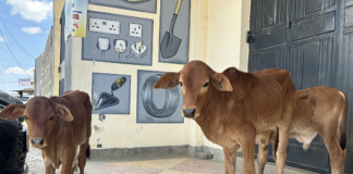 Feeding the world: How Africa is scaling livestock and food systems