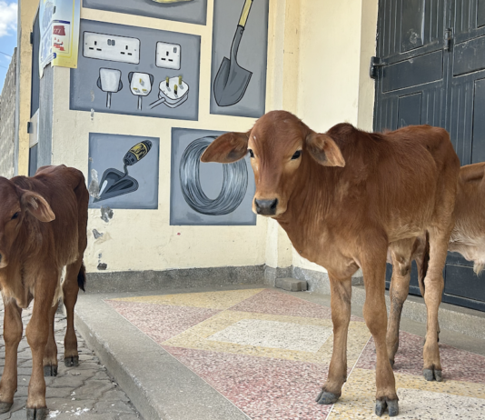 Feeding the world: How Africa is scaling livestock and food systems
