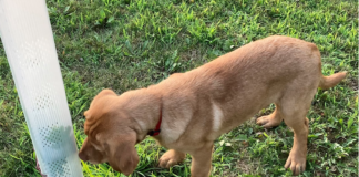 Right tree, right place: A guide to spring tree planting in Ohio