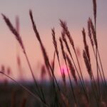 With the new year comes a new recording series on the prairie