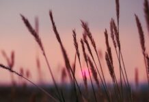 With the new year comes a new recording series on the prairie