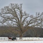The secret life of the wolf tree: Why these forest giants stand alone