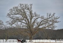 The secret life of the wolf tree: Why these forest giants stand alone