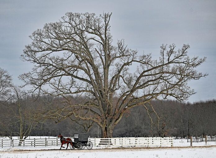 FEATURE PHOTO Giant wolf tree dwarfs an Amish buggy2RGB