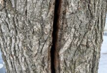 The science of frost cracks: What really happens when trees explode