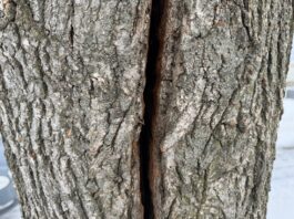 The science of frost cracks: What really happens when trees explode frost crack