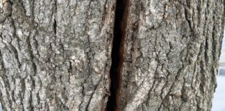 The science of frost cracks: What really happens when trees explode frost crack