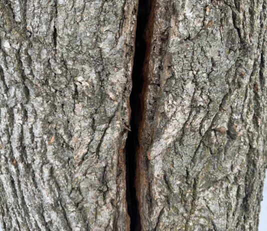 The science of frost cracks: What really happens when trees explode