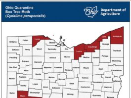 Box tree moth quarantine expands in Ohio, West Virginia