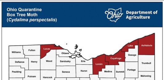 Box tree moth quarantine expands in Ohio, West Virginia