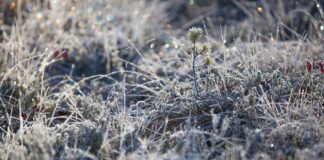 Winterkill and frost heaving: How to assess forage damage this spring